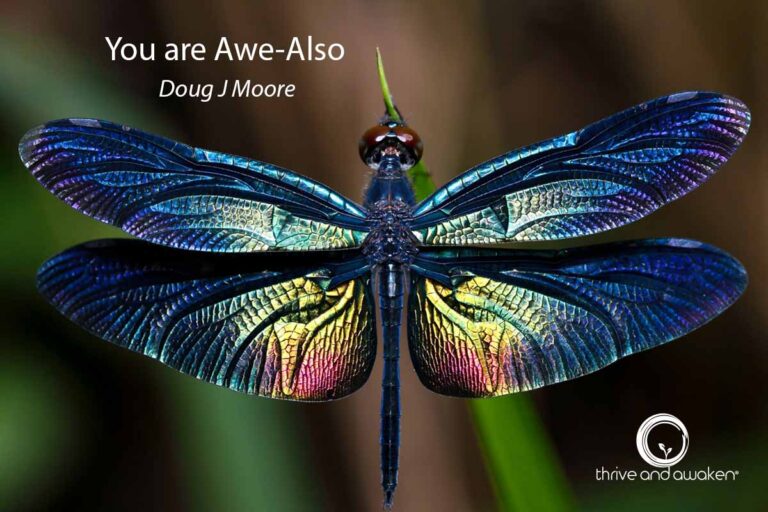 Beautiful Dragonfly with the saying: You are Awe-Also